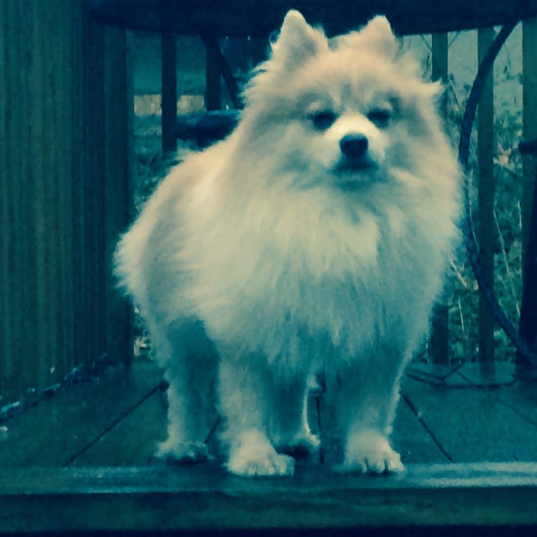 Techno, a Pomeranian tested with EmbarkVet.com