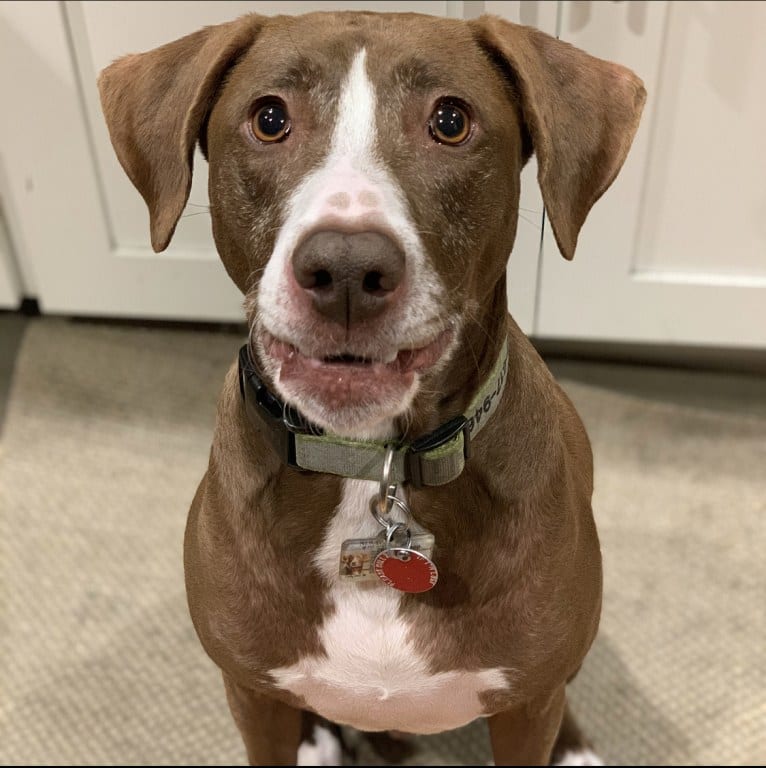 Lucky, an American Pit Bull Terrier and Labrador Retriever mix tested with EmbarkVet.com