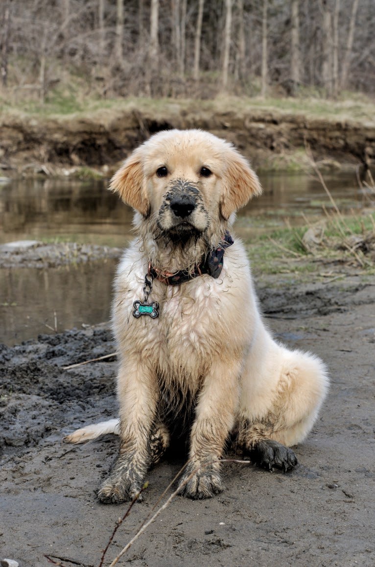 Alita, a Golden Retriever tested with EmbarkVet.com