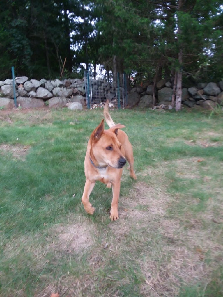 liberty, an American Pit Bull Terrier and Chow Chow mix tested with EmbarkVet.com