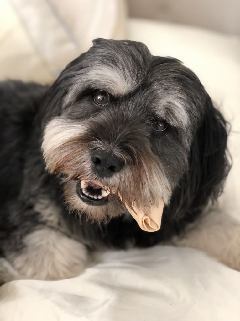 Abey, a Lhasa Apso and Cocker Spaniel mix tested with EmbarkVet.com