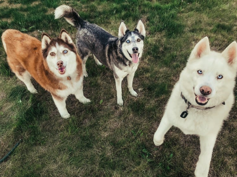 Recon, a Siberian Husky tested with EmbarkVet.com