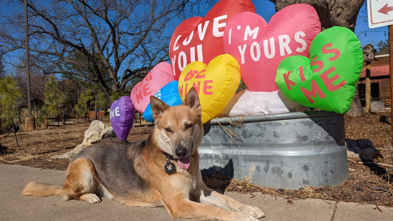 Loki, a German Shepherd Dog and Siberian Husky mix tested with EmbarkVet.com