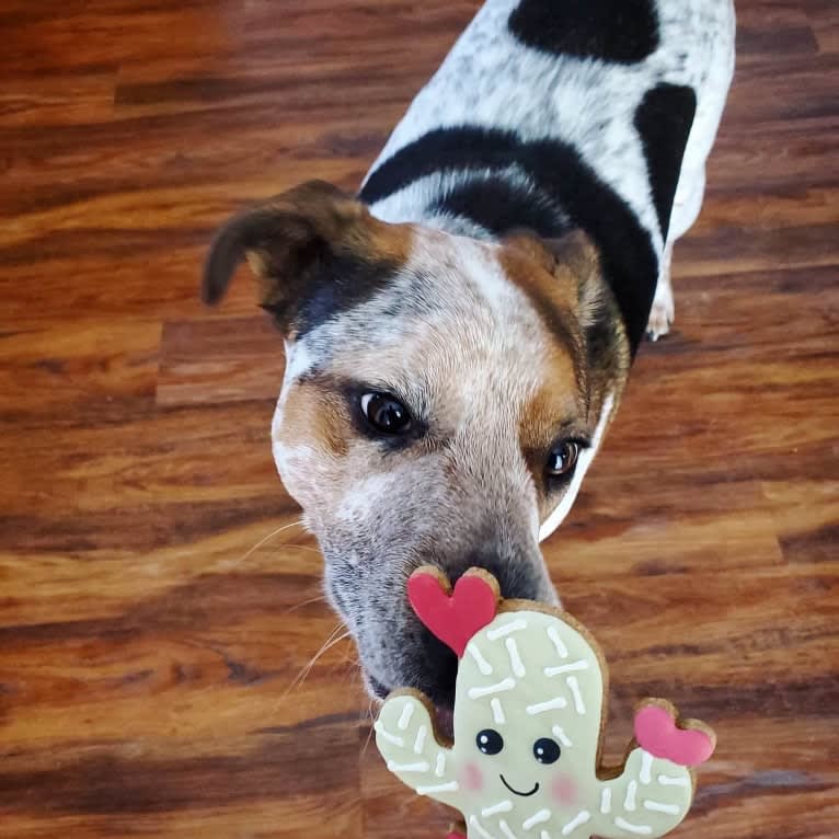 Tchoupitoulas (Chop), a Beagle and German Shepherd Dog mix tested with EmbarkVet.com