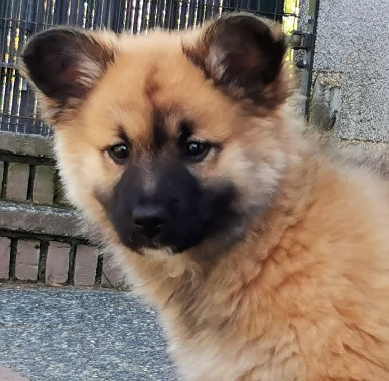 Willow, an Icelandic Sheepdog tested with EmbarkVet.com