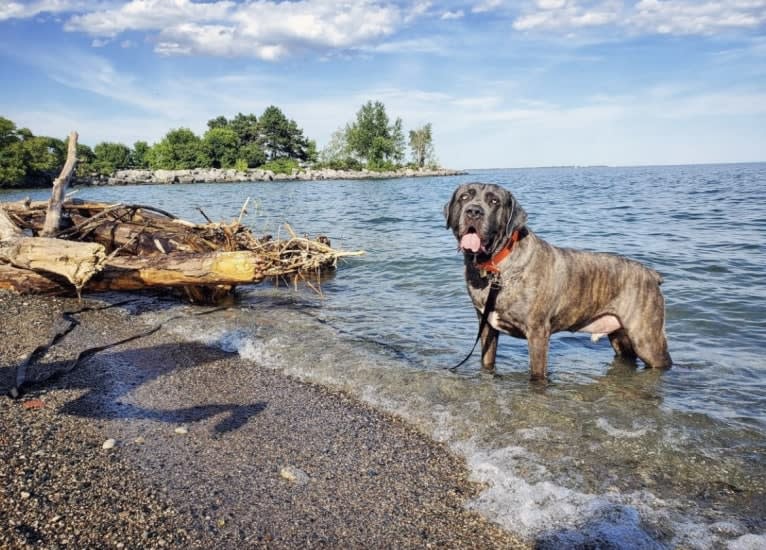 Bronson, a Cane Corso tested with EmbarkVet.com