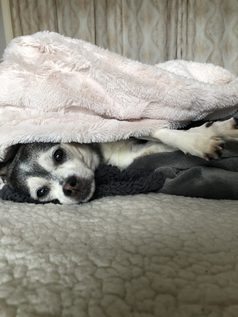 Bruce Wayne Smith, a Chihuahua and Toy Fox Terrier mix tested with EmbarkVet.com