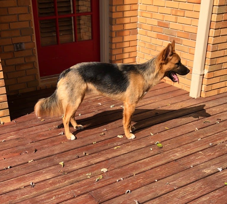 Mick, a Siberian Husky and German Shepherd Dog mix tested with EmbarkVet.com