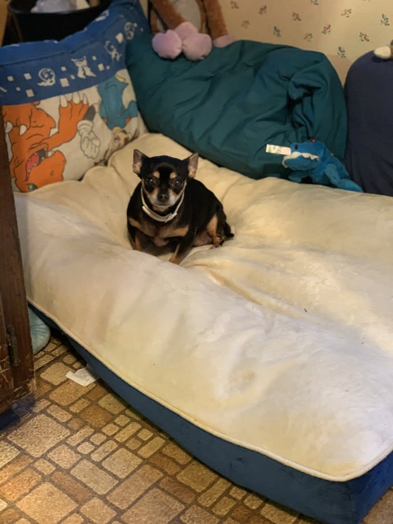 Coco, a Chihuahua tested with EmbarkVet.com