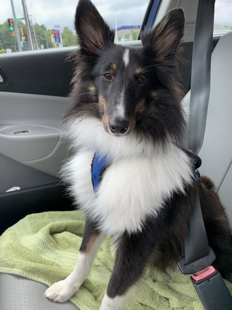 Whiskey Cash Adams, a Shetland Sheepdog tested with EmbarkVet.com