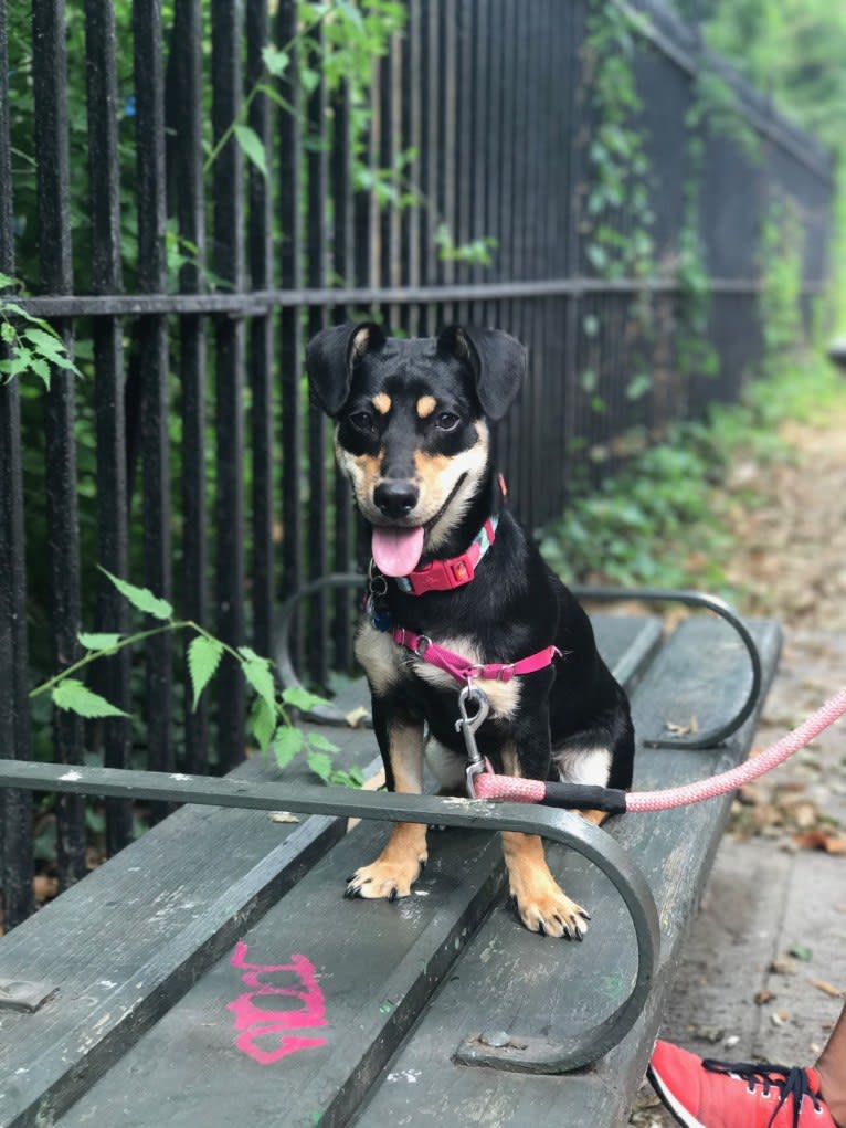 Maya, a Dachshund and Australian Cattle Dog mix tested with EmbarkVet.com