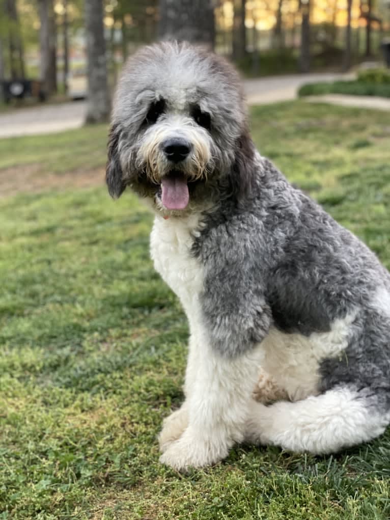 Cleopatra, a St. Berdoodle tested with EmbarkVet.com