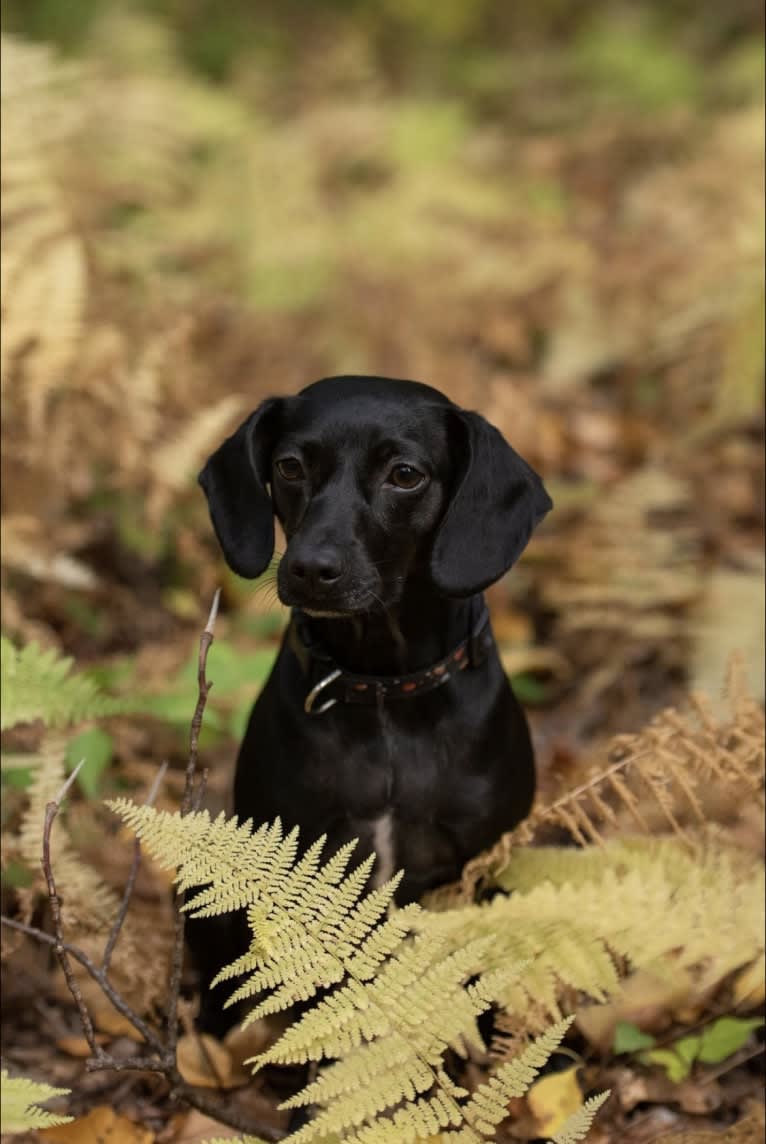 Raven, a Boykin Spaniel and Rat Terrier mix tested with EmbarkVet.com