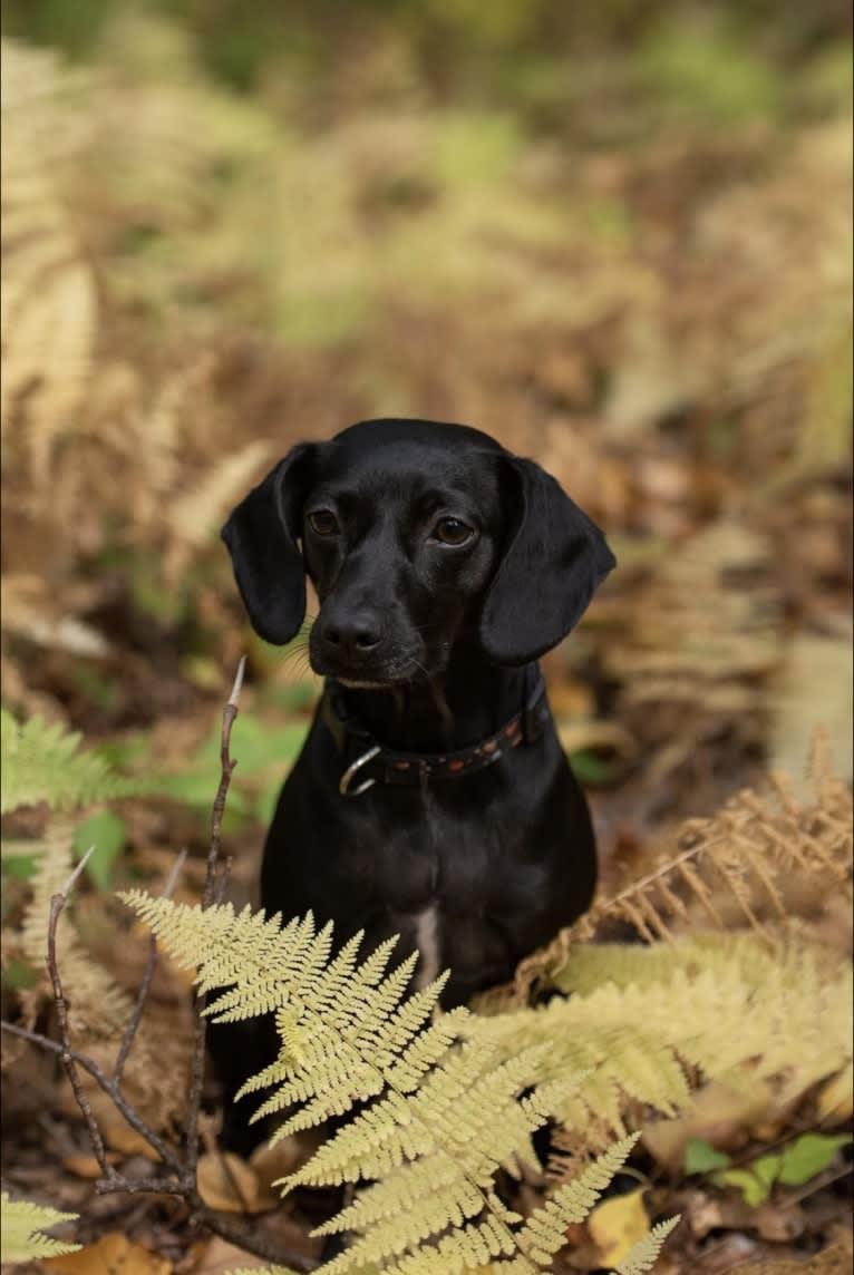 Raven, a Boykin Spaniel and Rat Terrier mix tested with EmbarkVet.com