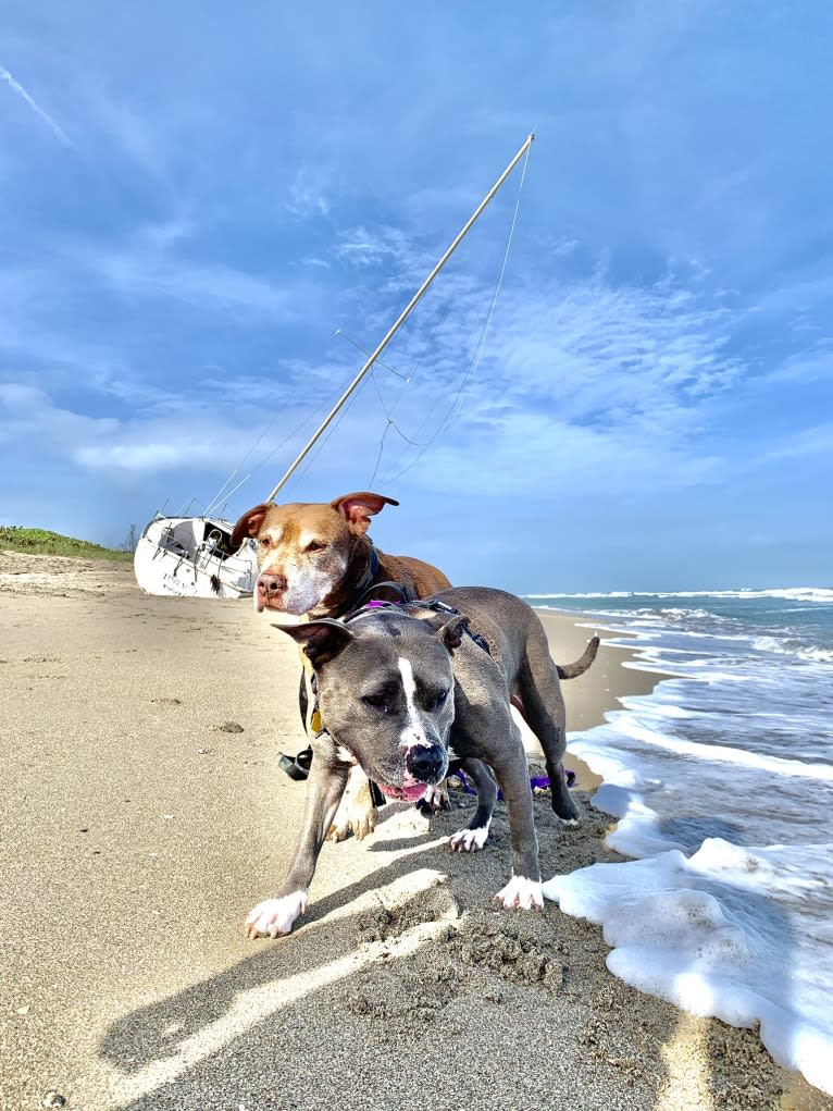 Ariel, an American Bully tested with EmbarkVet.com