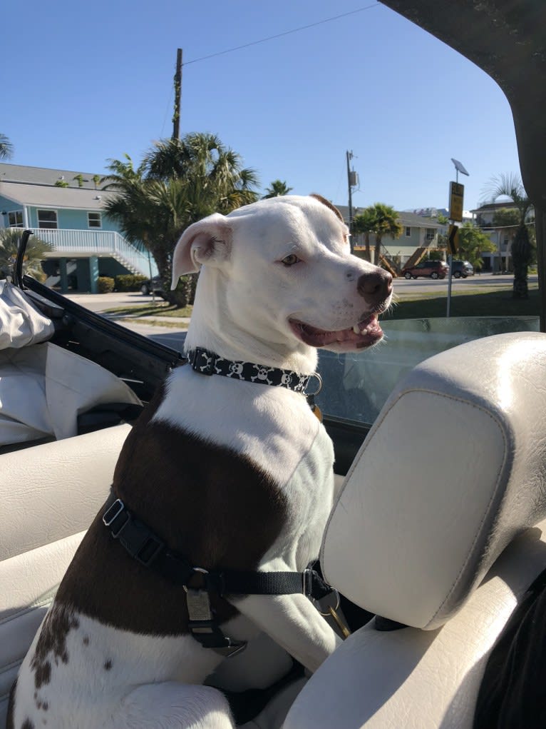 Chance, an American Pit Bull Terrier and Labrador Retriever mix tested with EmbarkVet.com