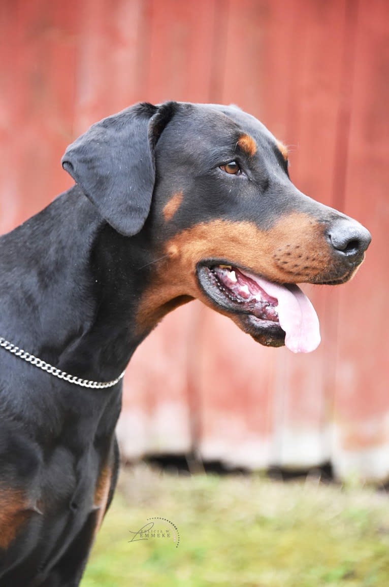 Pacha Kamaq of Dark Ancestor, a Doberman Pinscher tested with EmbarkVet.com