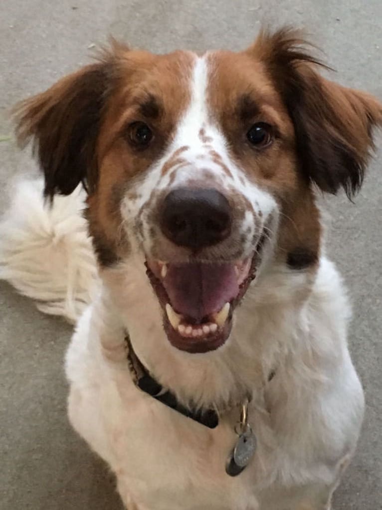 Lady, a Border Collie and Great Pyrenees mix tested with EmbarkVet.com