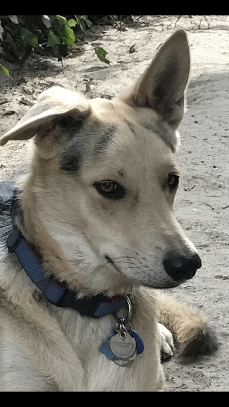 Indy, a German Shepherd Dog and Chow Chow mix tested with EmbarkVet.com