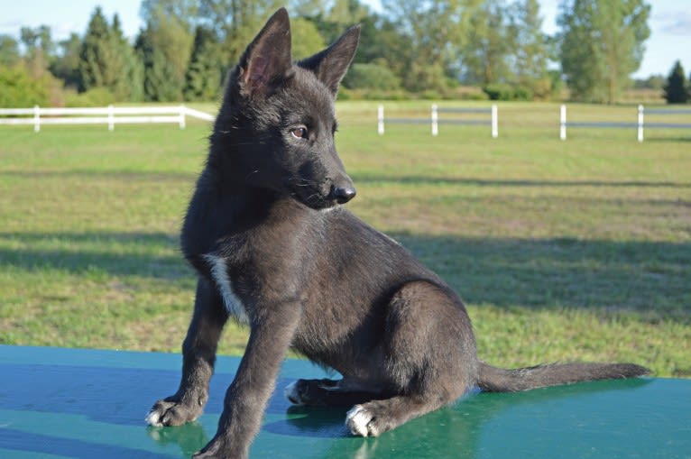 Luka, a Siberian Husky and Belgian Sheepdog mix tested with EmbarkVet.com