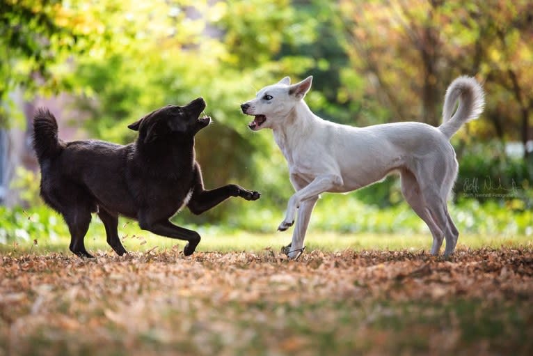 Suri, a Canaan Dog tested with EmbarkVet.com