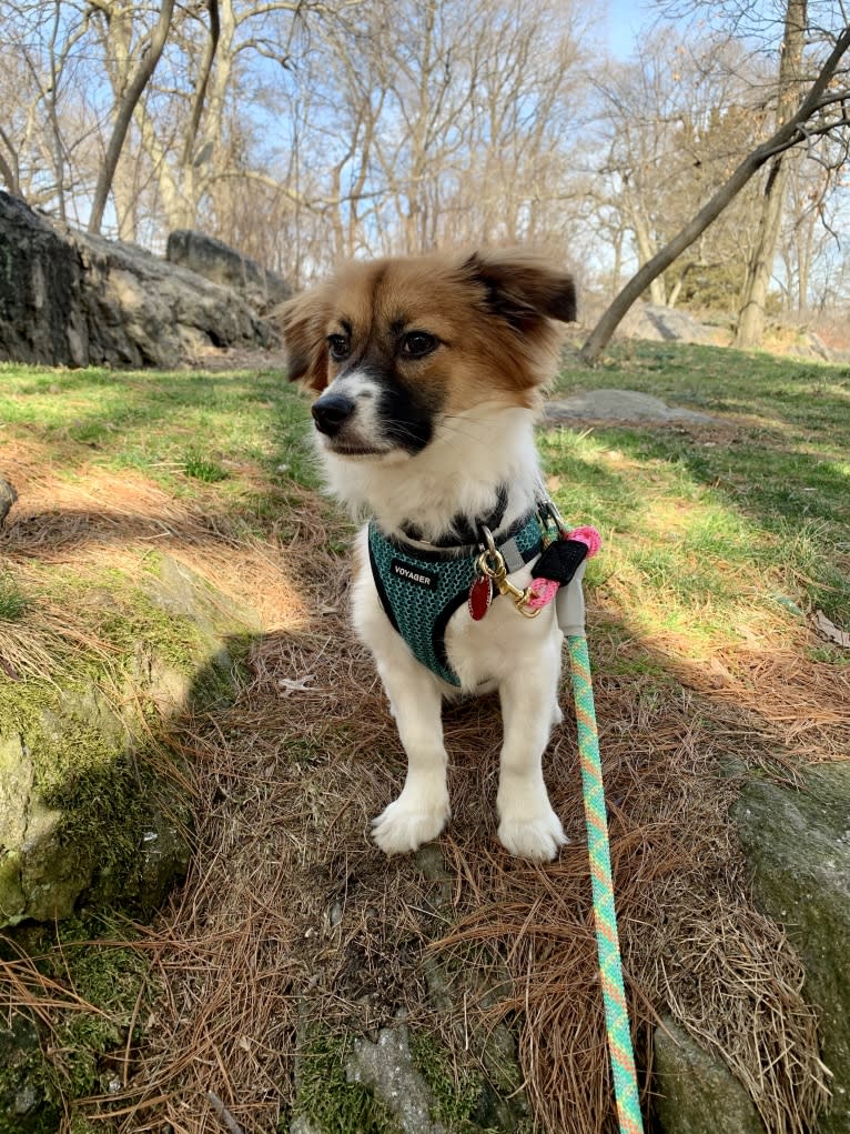 Lucy, a Japanese or Korean Village Dog and Shih Tzu mix tested with EmbarkVet.com