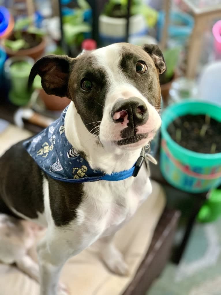 Digby Naruhito, Crown Prince of Galt, an American Pit Bull Terrier and Collie mix tested with EmbarkVet.com