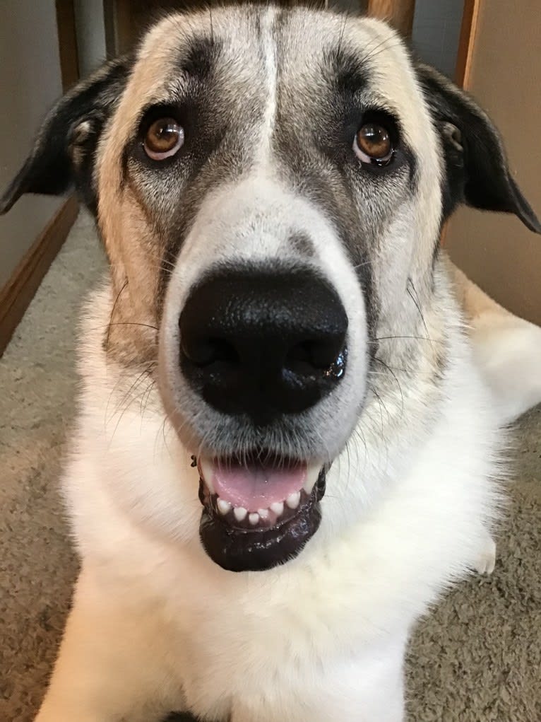 Winnie, an Anatolian Shepherd Dog and Great Pyrenees mix tested with EmbarkVet.com