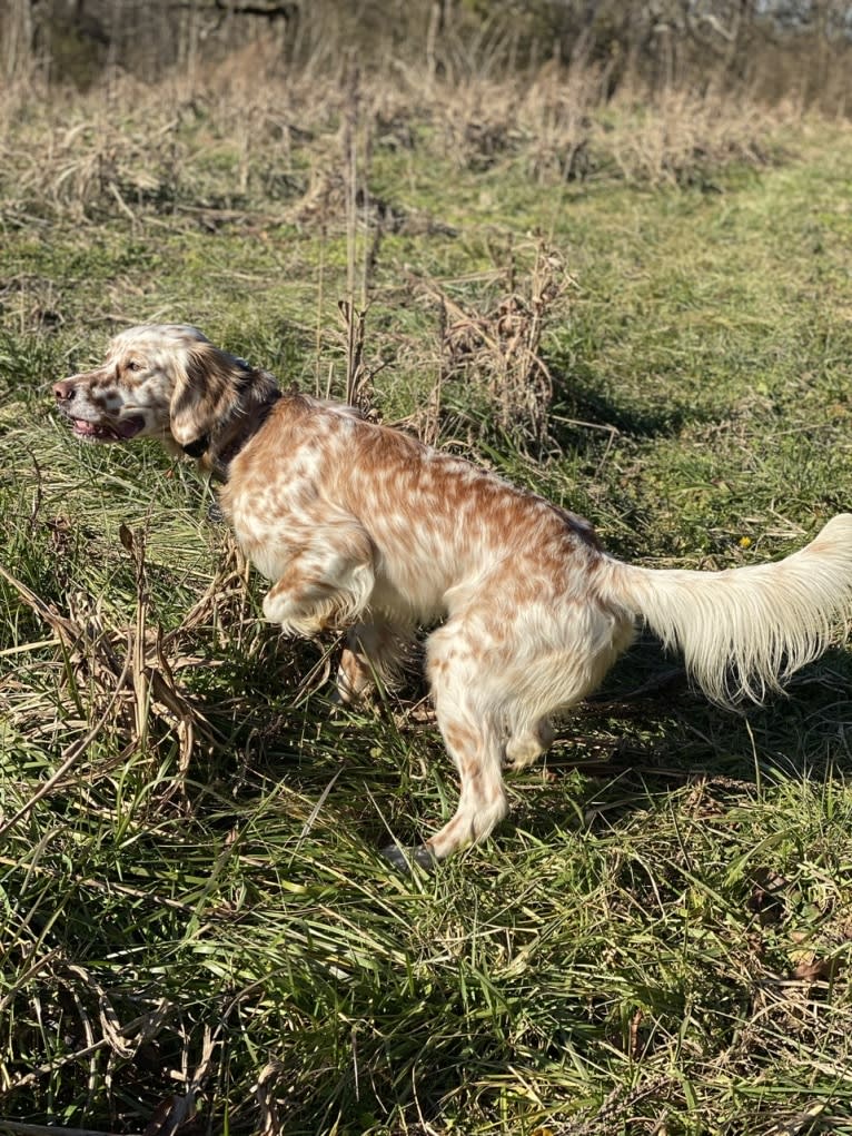 Toby, a Llewellin Setter tested with EmbarkVet.com