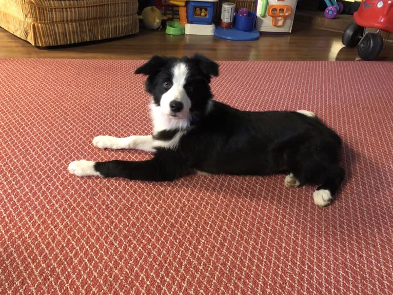 Angel, a Border Collie tested with EmbarkVet.com