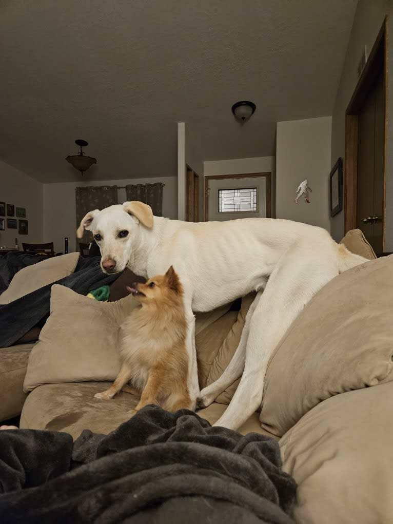 Hopper, an Australian Cattle Dog and American Pit Bull Terrier mix tested with EmbarkVet.com