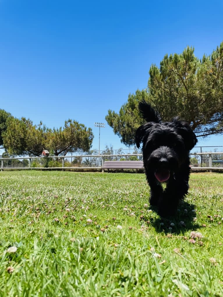 Taleeta, a Miniature Schnauzer and Weimaraner mix tested with EmbarkVet.com