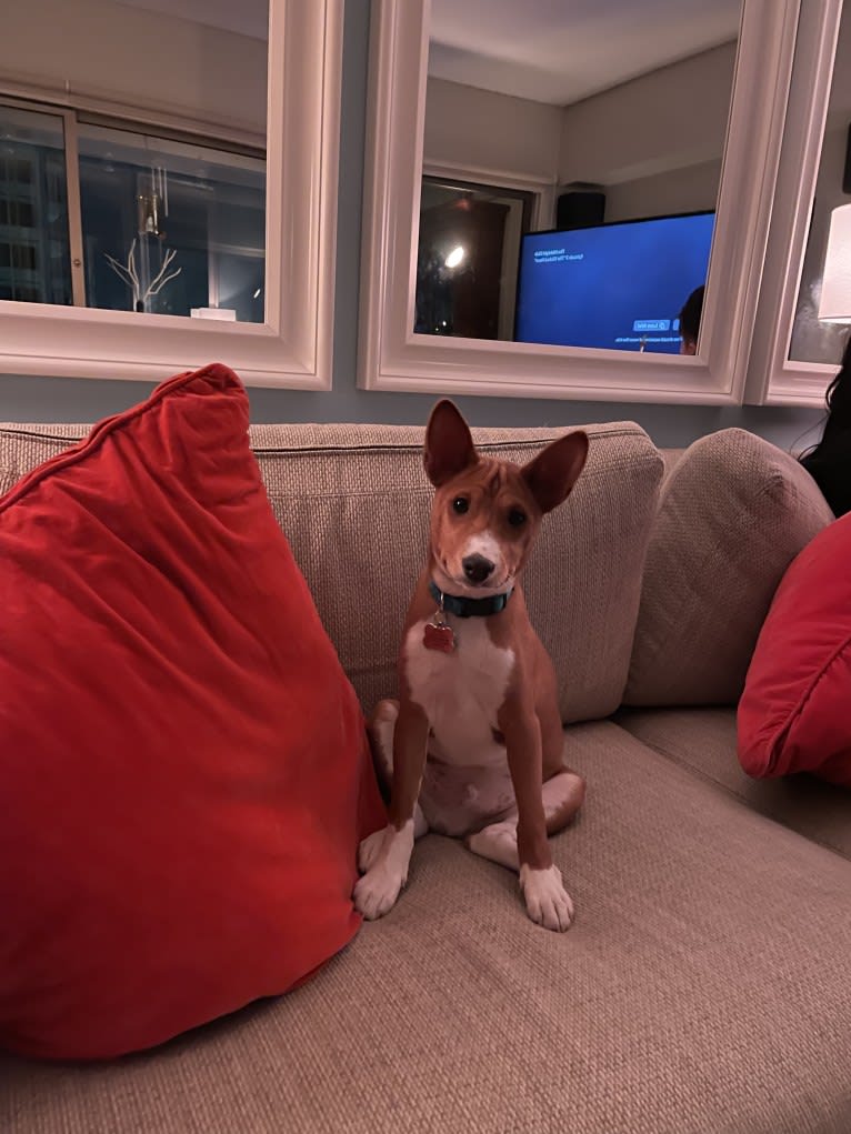 Chimichurri, a Basenji tested with EmbarkVet.com