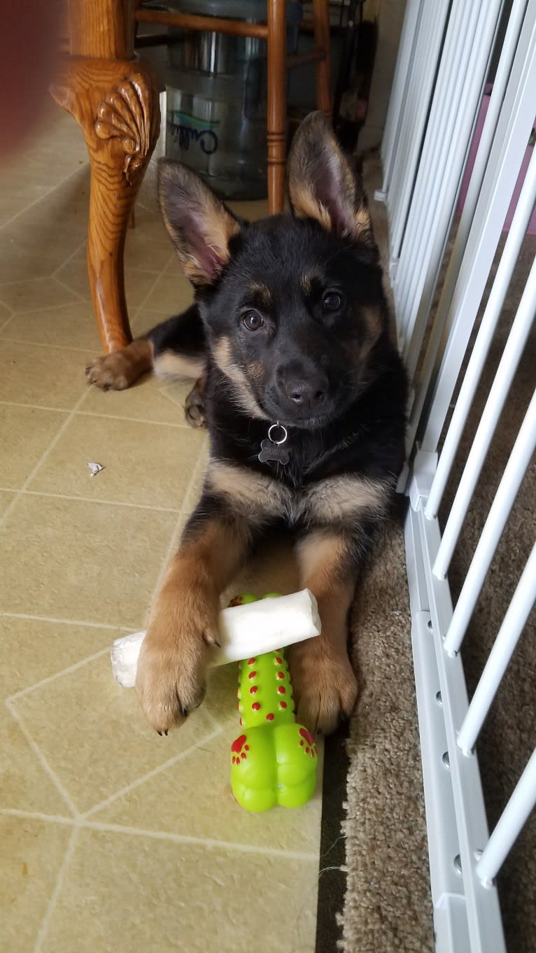 Petra, a German Shepherd Dog and Australian Cattle Dog mix tested with EmbarkVet.com