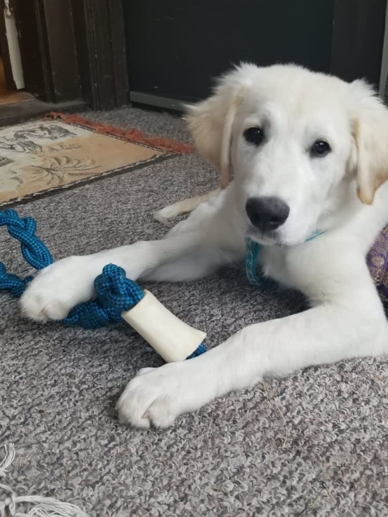 Sebastian, a Great Pyrenees and Great Dane mix tested with EmbarkVet.com