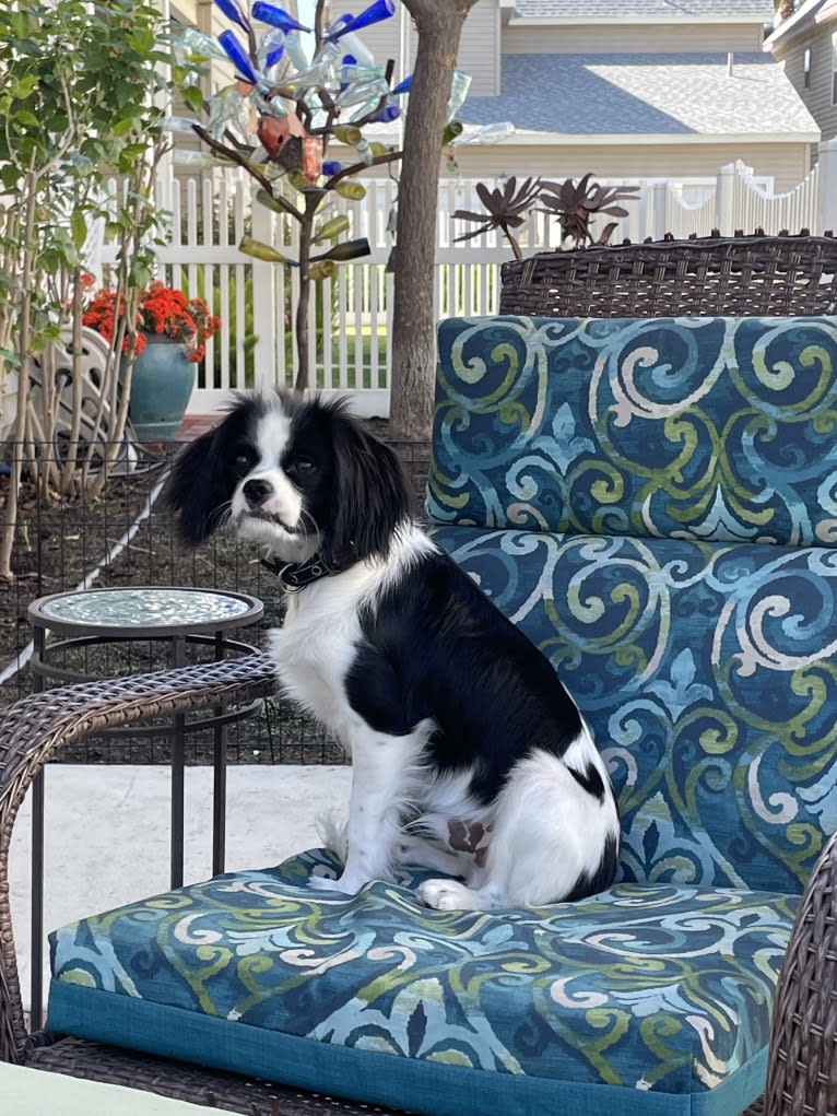 Zorro, a Cavalier King Charles Spaniel and Japanese Chin mix tested with EmbarkVet.com