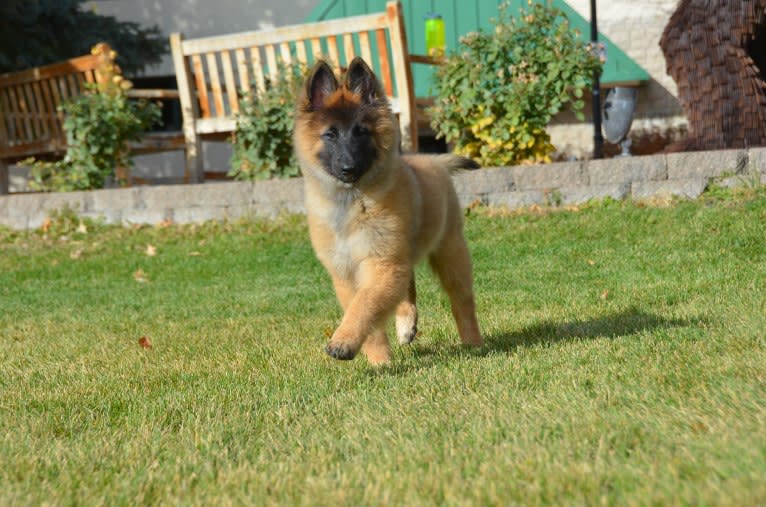 Brekka, a Belgian Shepherd tested with EmbarkVet.com