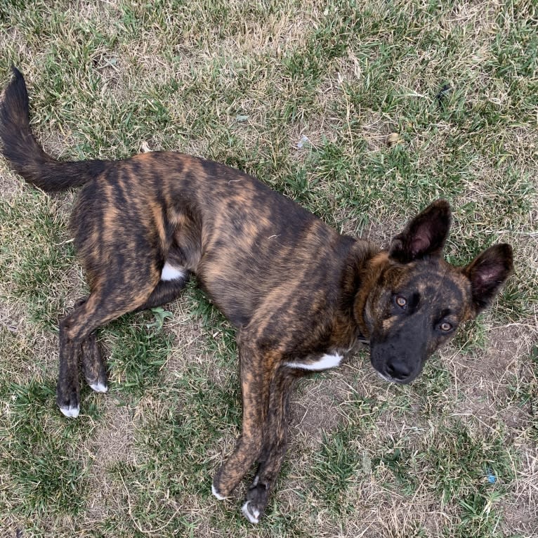 INU, an American Pit Bull Terrier and German Shepherd Dog mix tested with EmbarkVet.com