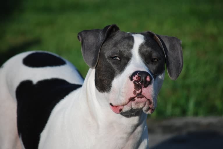 Cypress, an American Bully and American Pit Bull Terrier mix tested with EmbarkVet.com