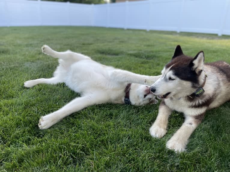 Loki, a Siberian Husky tested with EmbarkVet.com