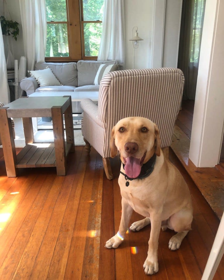 Gus, a Labrador Retriever tested with EmbarkVet.com