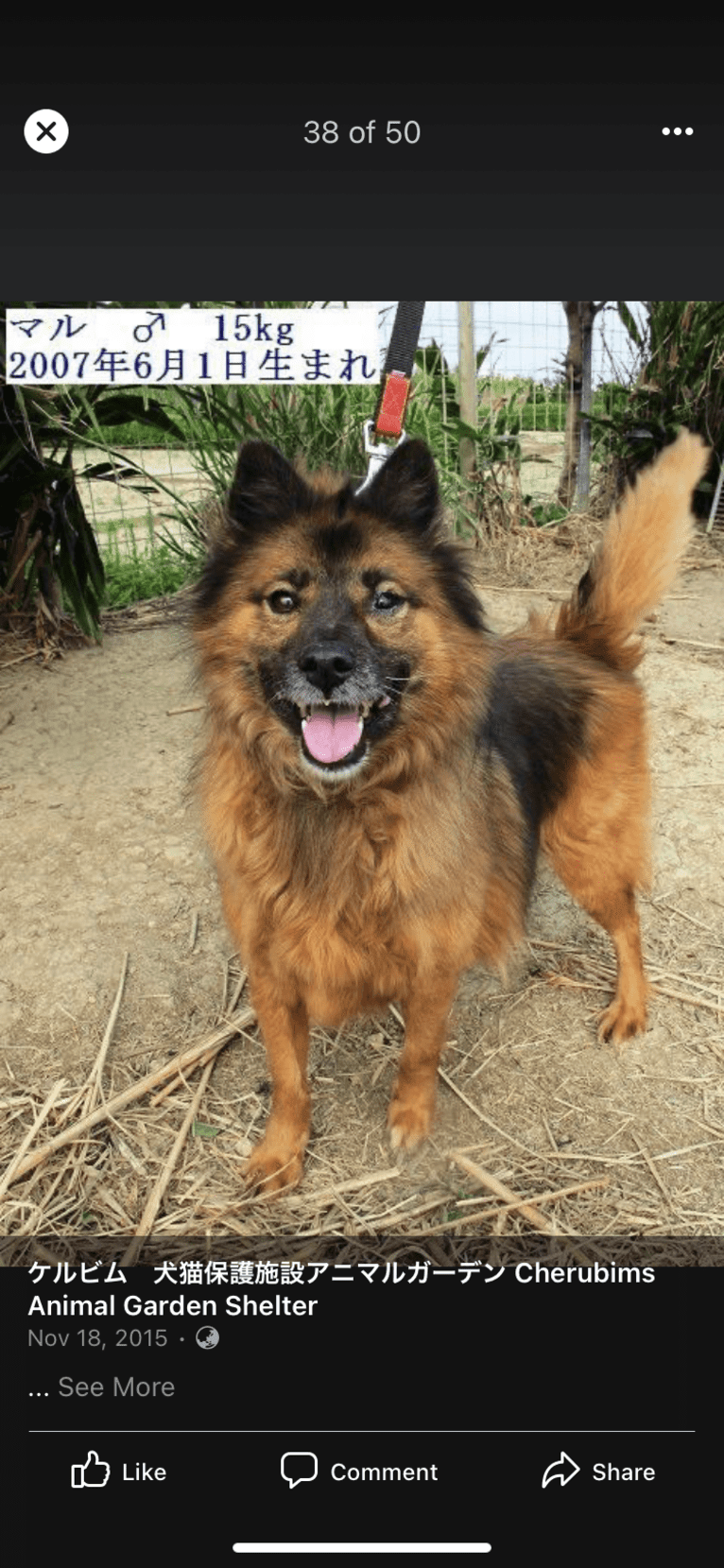 Maru, a Japanese or Korean Village Dog tested with EmbarkVet.com