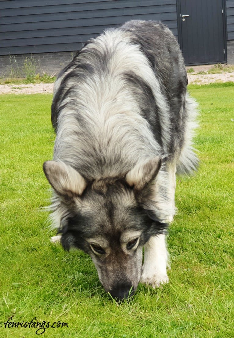 OZAI, a German Shepherd Dog tested with EmbarkVet.com