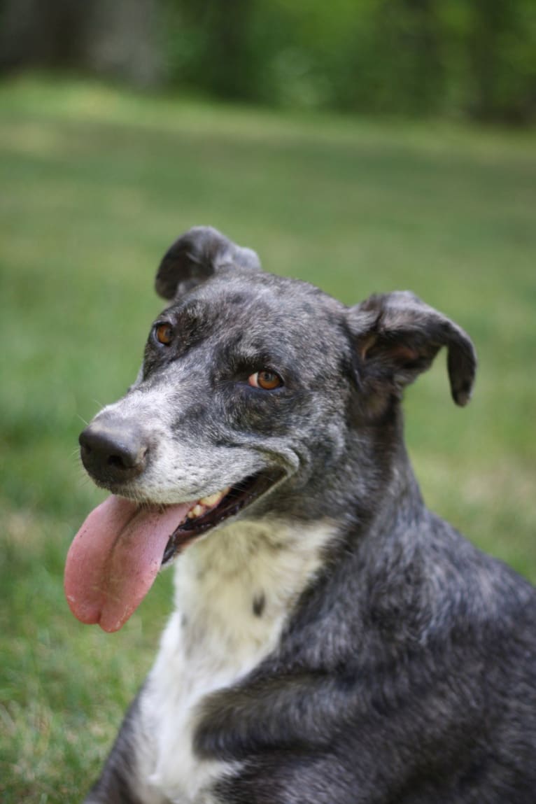 Cleo, a Great Dane and German Shepherd Dog mix tested with EmbarkVet.com