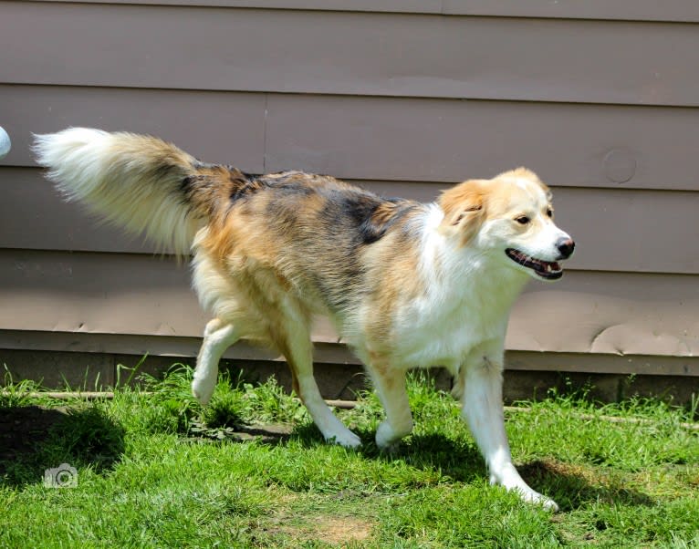 Buckley, a Siberian Husky and Labrador Retriever mix tested with EmbarkVet.com