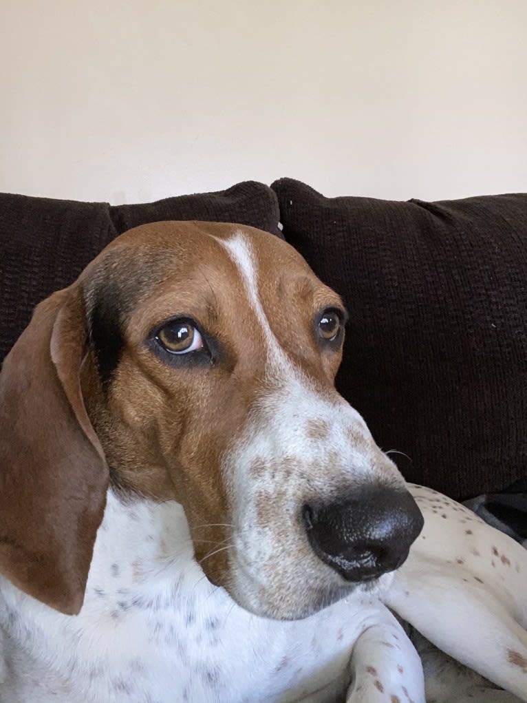 Luca, a Treeing Walker Coonhound tested with EmbarkVet.com