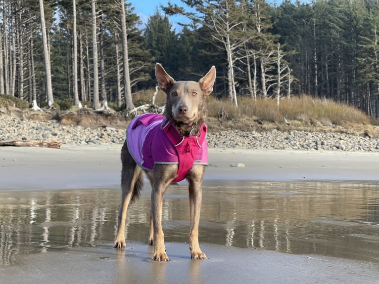 Nora, an Australian Kelpie tested with EmbarkVet.com