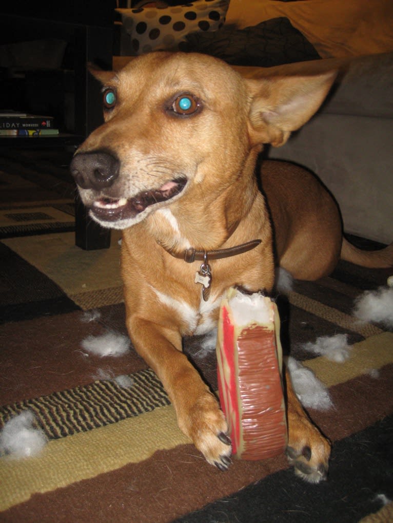 Wiley, a Chihuahua and English Springer Spaniel mix tested with EmbarkVet.com