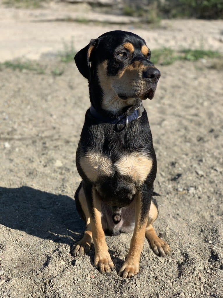 Rocky, an Australian Shepherd and American Bully mix tested with EmbarkVet.com