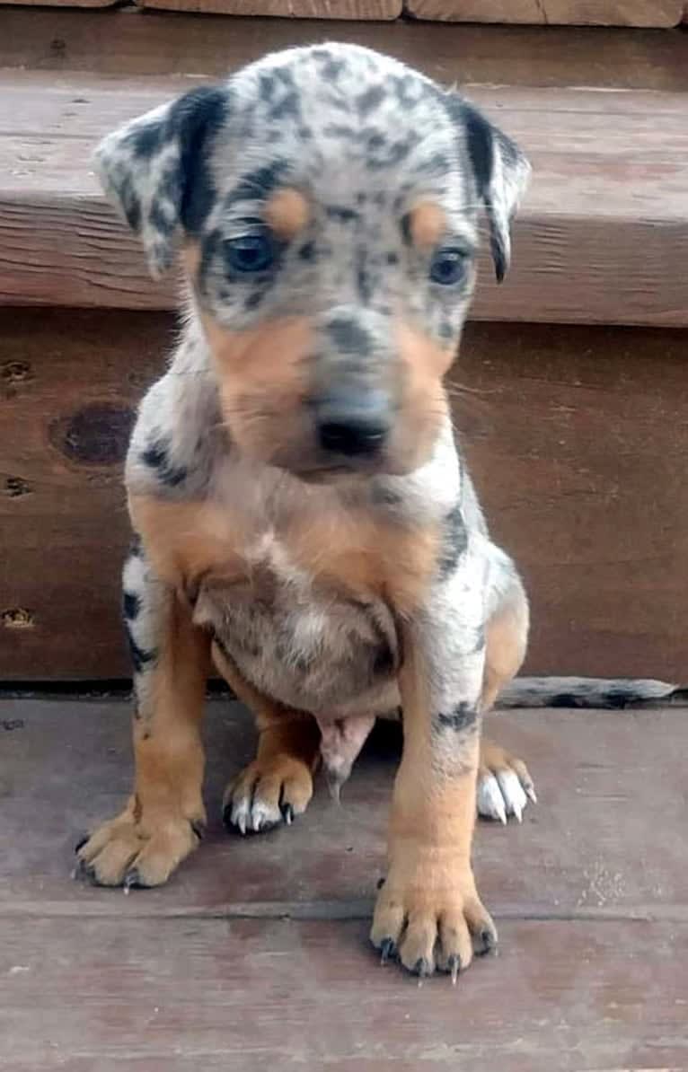 Roux, a Catahoula Leopard Dog tested with EmbarkVet.com